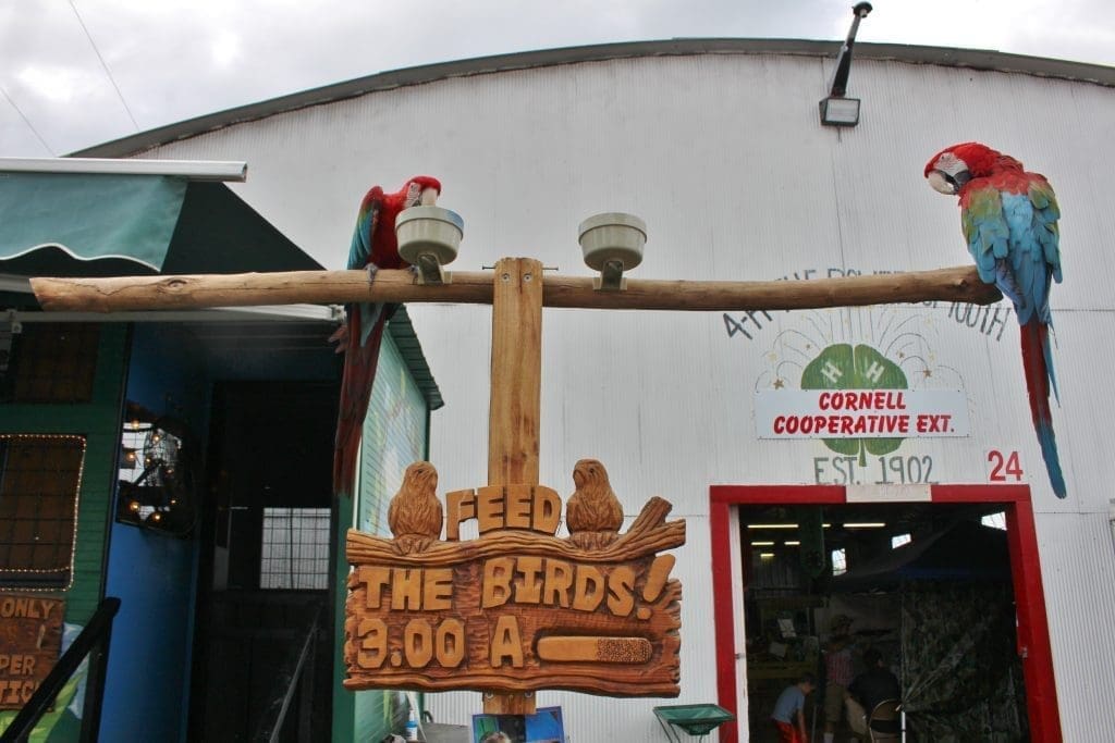 Two parrots sitting on the perch eating during the 200th Annual Schaghticoke Fair